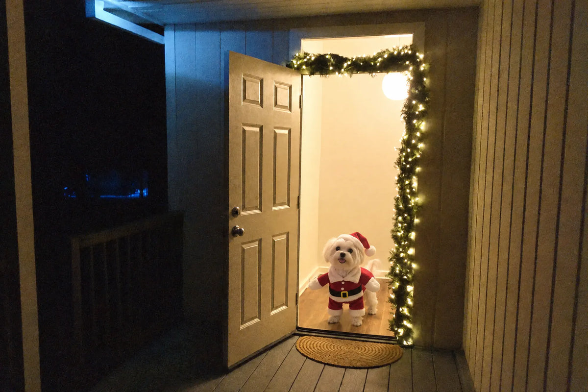 A small dog in the Mini Santa Suit standing in an open front doorway at night, garland and lights around the frame