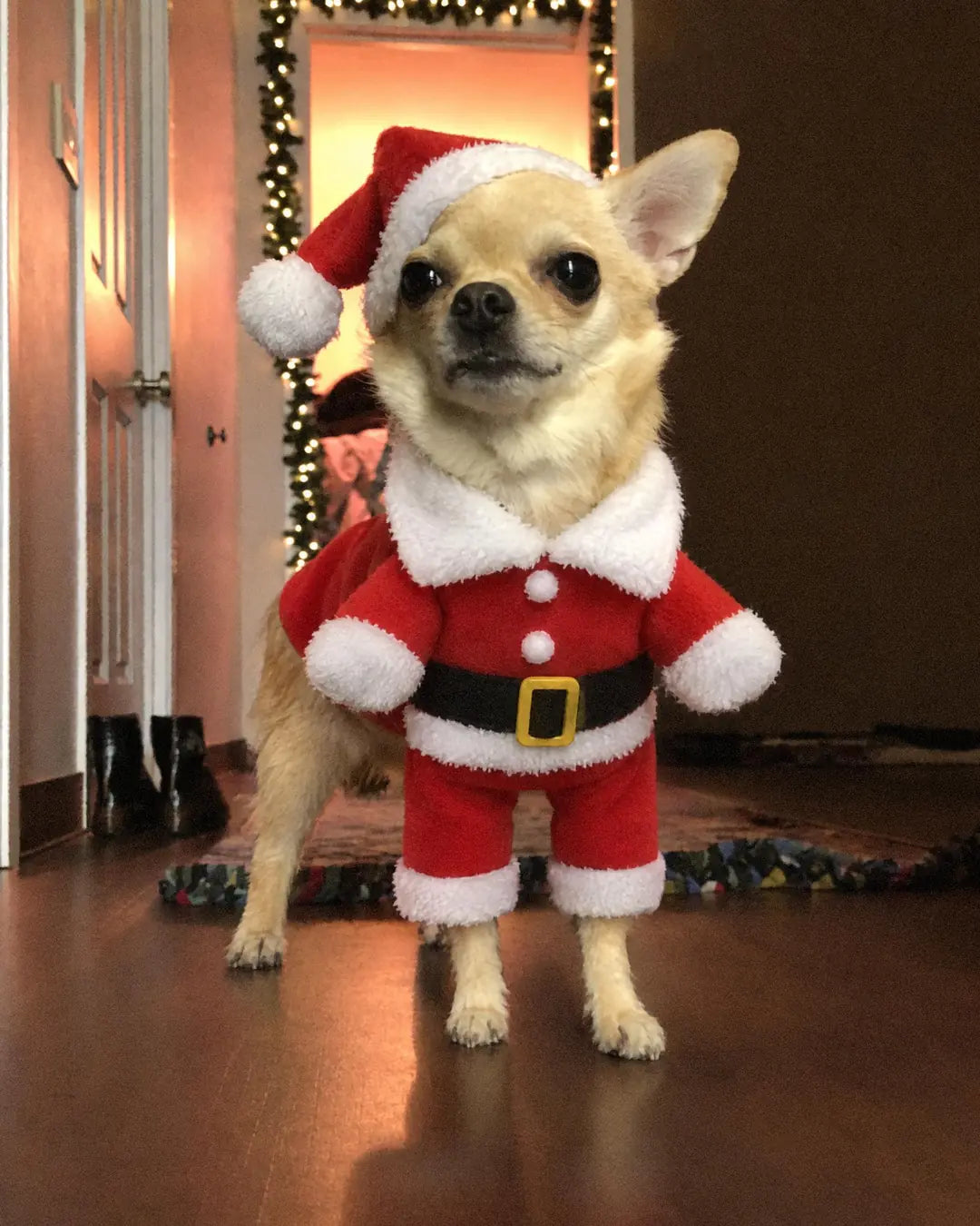 A Chihuahua in the Mini Santa Suit standing in a hallway lined with garland and lights, stuffed arms out front, trouser legs on the front legs, belt and hat on