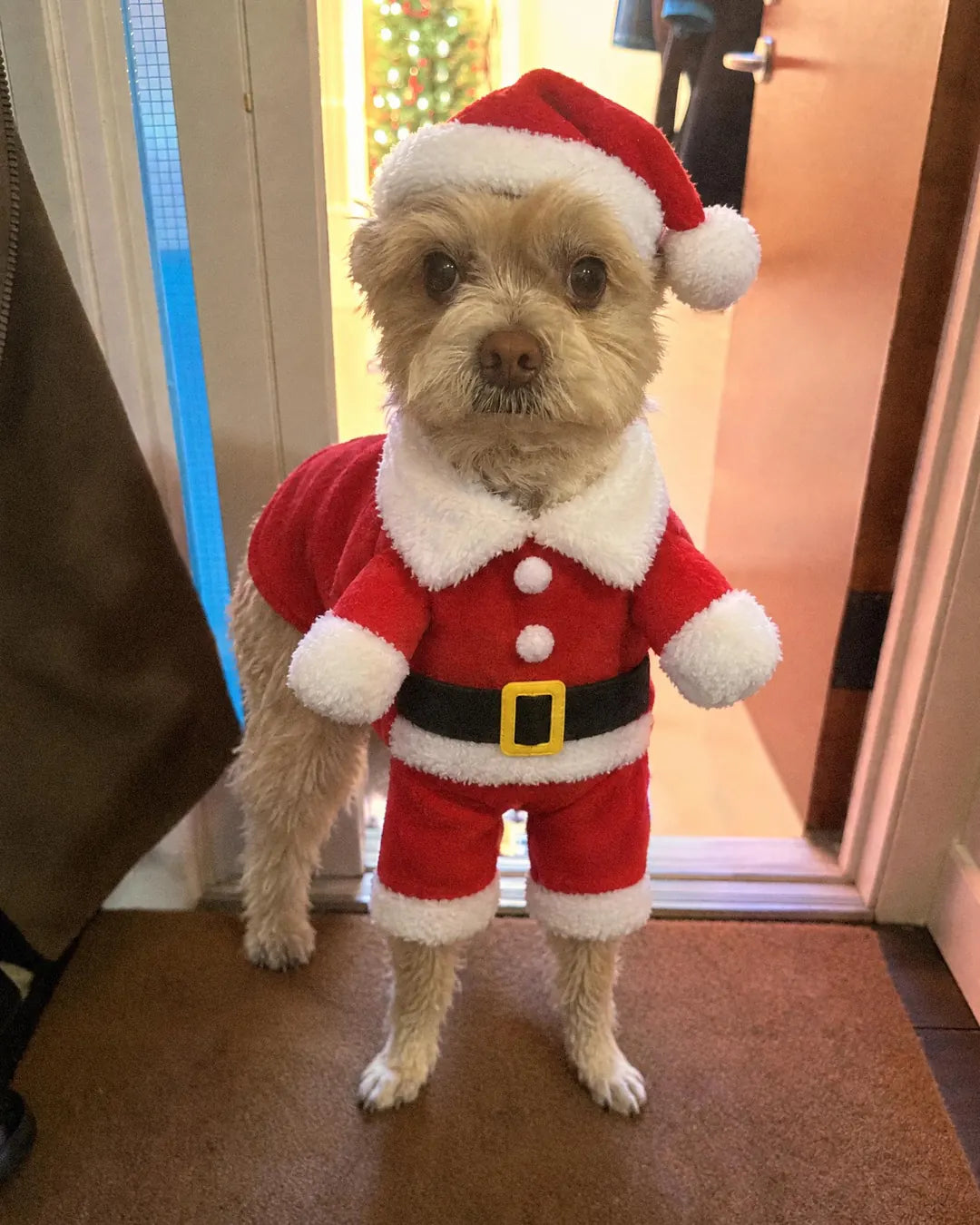A small terrier in the Mini Santa Suit and hat standing on the doormat inside an open front door, Christmas lights in the hallway behind