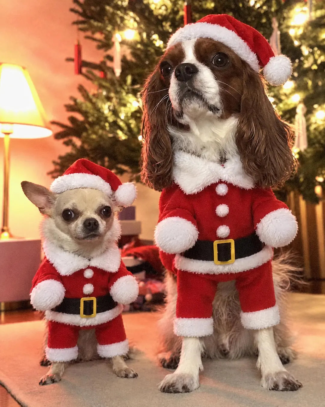 A Chihuahua standing and a Cavalier King Charles Spaniel sitting side by side in the Mini Santa Suit, two sizes, in front of a lit Christmas tree